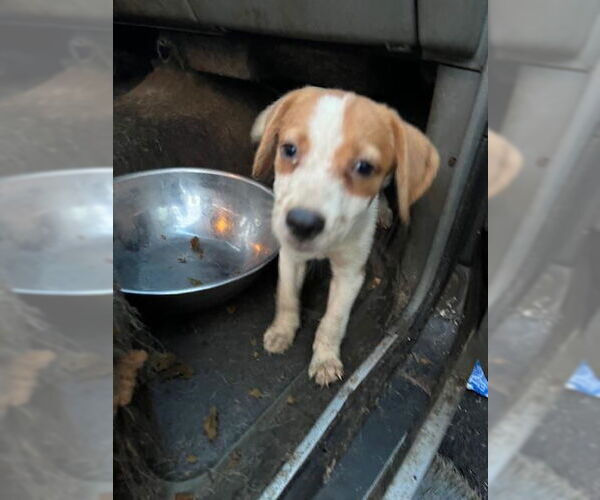 Medium Photo #1 Beagle-Unknown Mix Puppy For Sale in Louisville, KY, USA