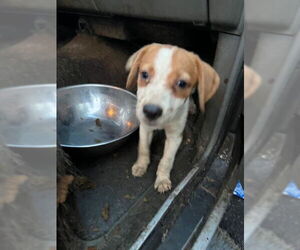 Beagle-Unknown Mix Dogs for adoption in Louisville, KY, USA