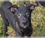 Rory - Female Mutt Dog for Adoption - Small photo