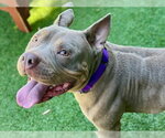 TRI-TIP - Male Mutt Dog for Adoption - Small photo