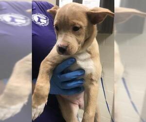 Labrador Retriever-Unknown Mix Dogs for adoption in Conroe, TX, USA