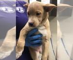 Small Labrador Retriever Mix