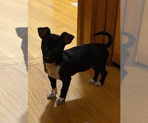 Chihuahua Puppy for sale in CHICAGO, IL, USA