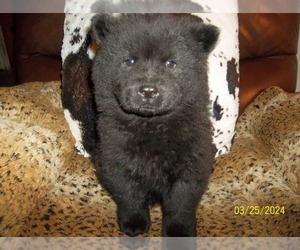 Chow Chow Puppy for sale in MIDDLEBURG, FL, USA