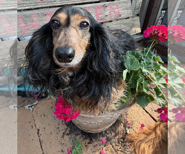 Medium Photo #3 Dachshund Puppy For Sale in Sioux Falls, SD, USA