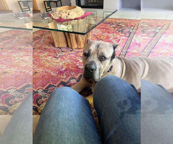 Medium Photo #4 Mutt Puppy For Sale in Goodyear, AZ, USA