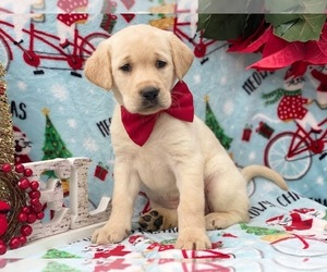 Labrador Retriever Puppy for sale in LANCASTER, PA, USA