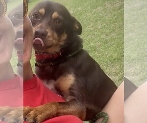 Australian Kelpie-Miniature Pinscher Mix Dogs for adoption in Sanford, FL, USA