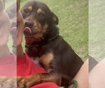 Small Australian Kelpie-Miniature Pinscher Mix