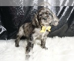 Small Photo #39 Cocker Spaniel Puppy For Sale in WARSAW, IN, USA