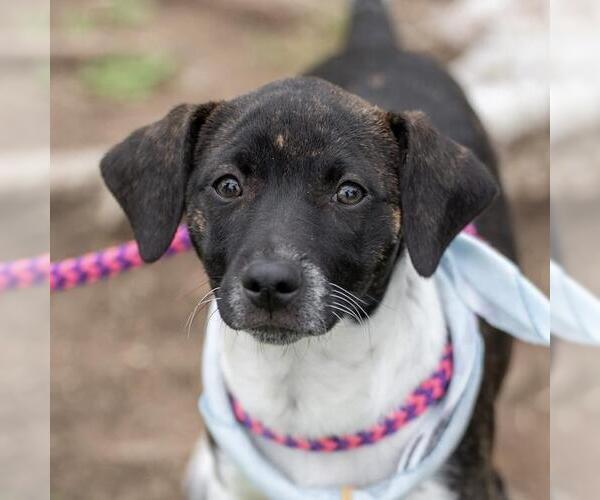 Medium Photo #12 Jack Russell Terrier-Unknown Mix Puppy For Sale in San Diego, CA, USA