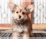 Small #2 YorkiePoo