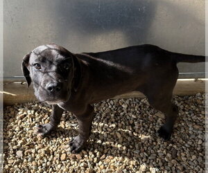 Mutt Dogs for adoption in Sterling, MA, USA