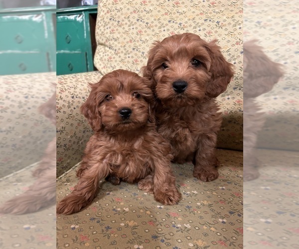 Full screen Photo #3 Cavapoo Puppy For Sale in LAWRENCE, MI, USA