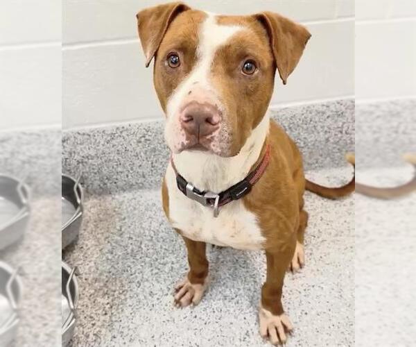 Medium Photo #2 Mutt Puppy For Sale in Houston, TX, USA