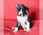 Small Photo #4 Boxer Puppy For Sale in BIRD IN HAND, PA, USA