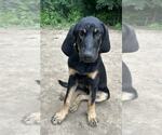 Small #4 Bloodhound-German Shepherd Dog Mix