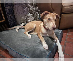 Collie-Unknown Mix Dogs for adoption in Minneapolis, MN, USA