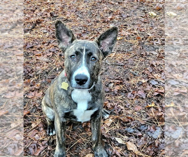 Medium Photo #1 Mutt Puppy For Sale in Ellijay, GA, USA