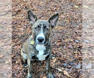 Mutt Dogs for adoption in Ellijay, GA, USA