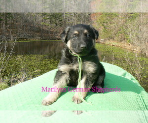 German Shepherd Dog Puppy for Sale in PIEDMONT, Missouri USA