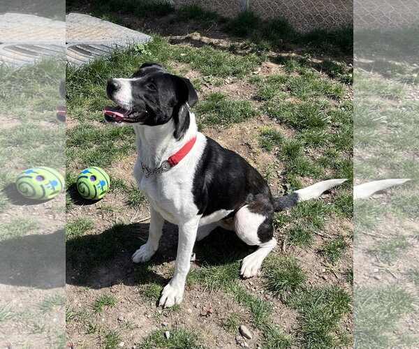 Medium Photo #3 Mutt Puppy For Sale in Emmett, ID, USA