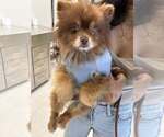 Small #3 Pomeranian