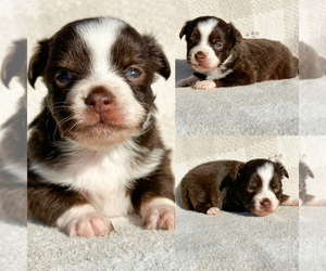 Miniature Australian Shepherd Puppy for sale in BROOKER, FL, USA