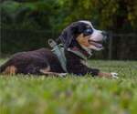Image preview for Ad Listing. Nickname: sheba