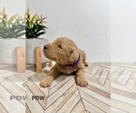 Small Photo #8 Goldendoodle Puppy For Sale in CONWAY, SC, USA