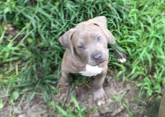 American Pit Bull Terrier Puppy for sale in FAYETTEVILLE, NC, USA