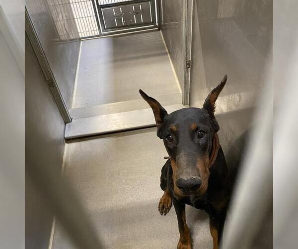 Medium Photo #1 Doberman Pinscher Puppy For Sale in Modesto, CA, USA