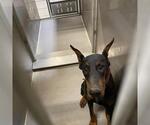 Small Doberman Pinscher