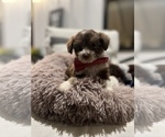 Small #1 Aussiedoodle Miniature 