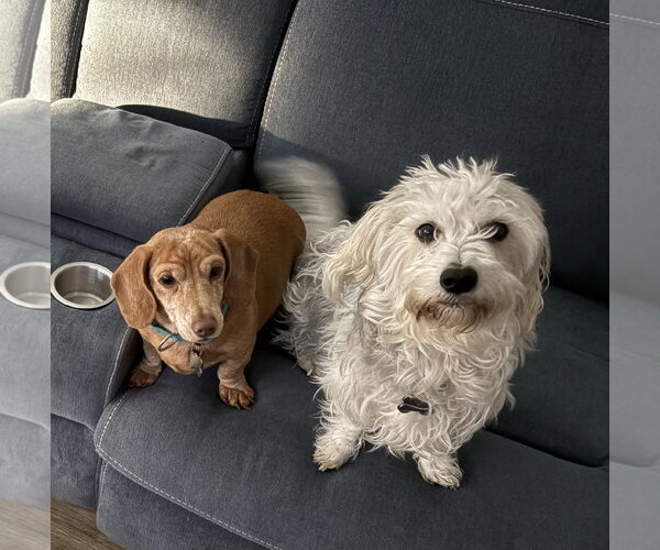 Medium Photo #2 Dachsi Apso Puppy For Sale in Fruitland, SC, USA