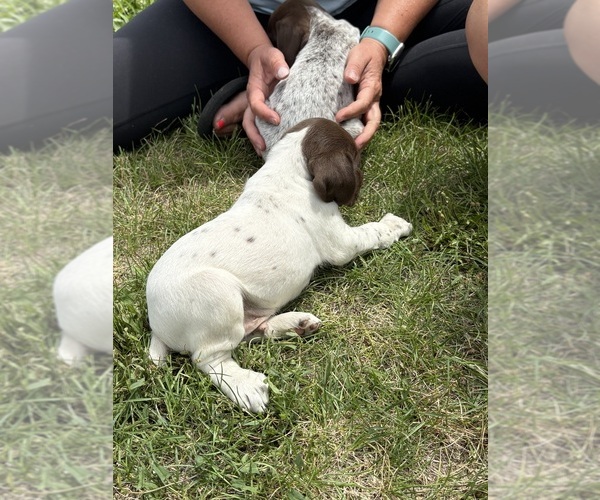 Medium Photo #5 German Shorthaired Pointer Puppy For Sale in ROCKFORD, IL, USA