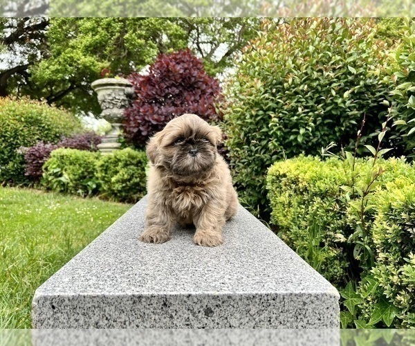 Medium Photo #20 Shih Tzu Puppy For Sale in HAYWARD, CA, USA