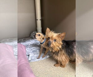 Mutt Dogs for adoption in Virginia Beach, VA, USA