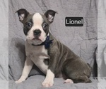 Small Photo #9 Boston Terrier Puppy For Sale in MINERAL WELLS, WV, USA