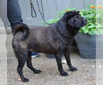 Small #1 Chinese Shar-Pei