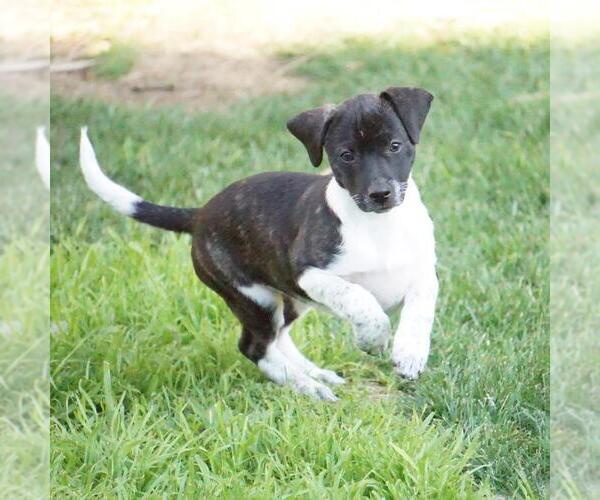 Medium Photo #7 Jack Russell Terrier-Unknown Mix Puppy For Sale in San Diego, CA, USA