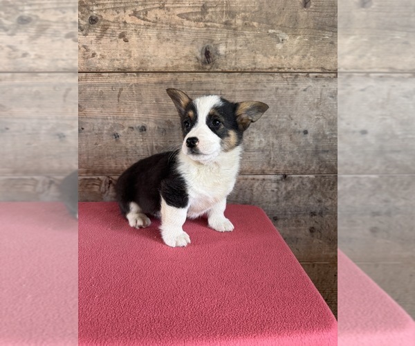 Medium Photo #12 Pembroke Welsh Corgi Puppy For Sale in VERMONTVILLE, MI, USA