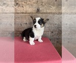 Small #11 Pembroke Welsh Corgi
