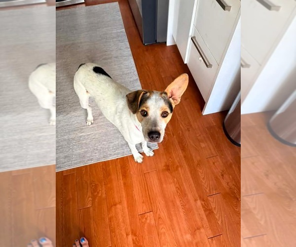 Medium Photo #3 Mutt Puppy For Sale in Rockaway, NJ, USA