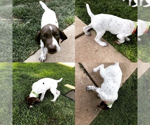 German Shorthaired Pointer Puppy for sale in AMARILLO, TX, USA