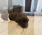 Small Photo #1 Labrador Retriever Puppy For Sale in MACOMB, MO, USA