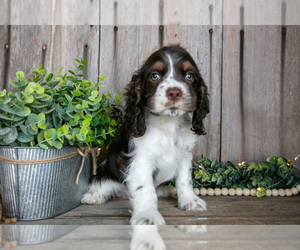 Medium Cocker Spaniel
