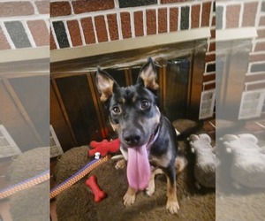BAILEY** - Female Shepweiller Dog for Adoption - Photo #4