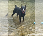 Small Photo #1 Doberman Pinscher Puppy For Sale in LAFAYETTE, TN, USA