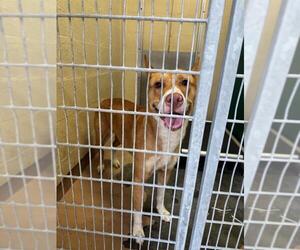 German Shepherd Dog-Unknown Mix Dogs for adoption in Texas City, TX, USA